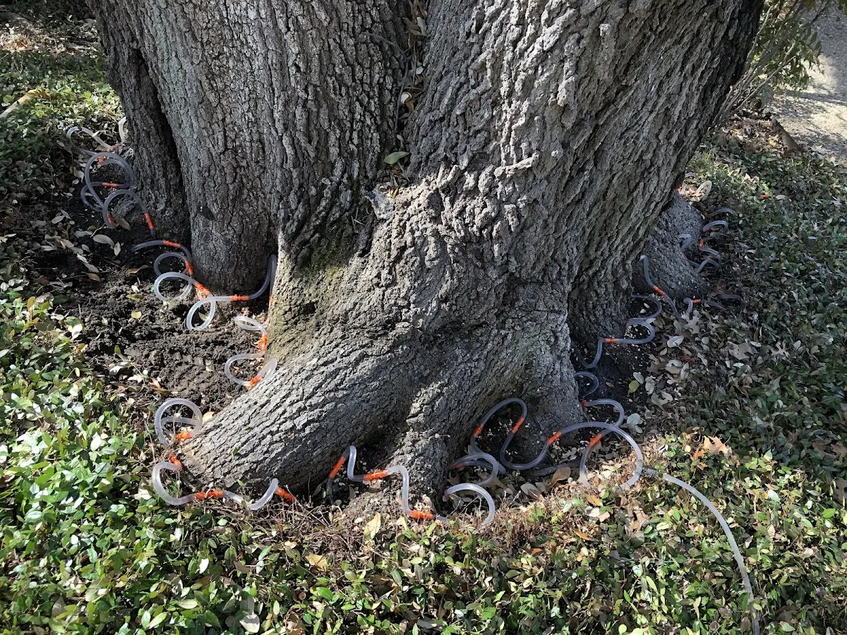 Detailed Tree Cabling and Bracing job site in Big Pine