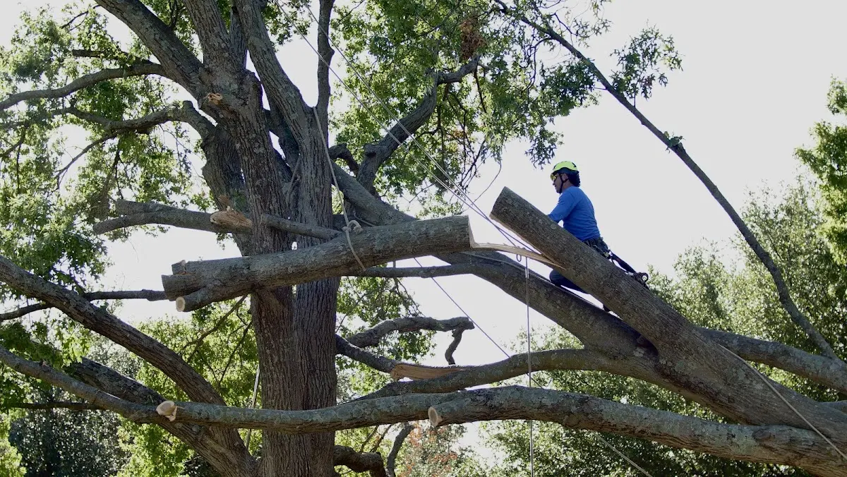 Professional Crown Thinning performed by certified arborists in Big Pine