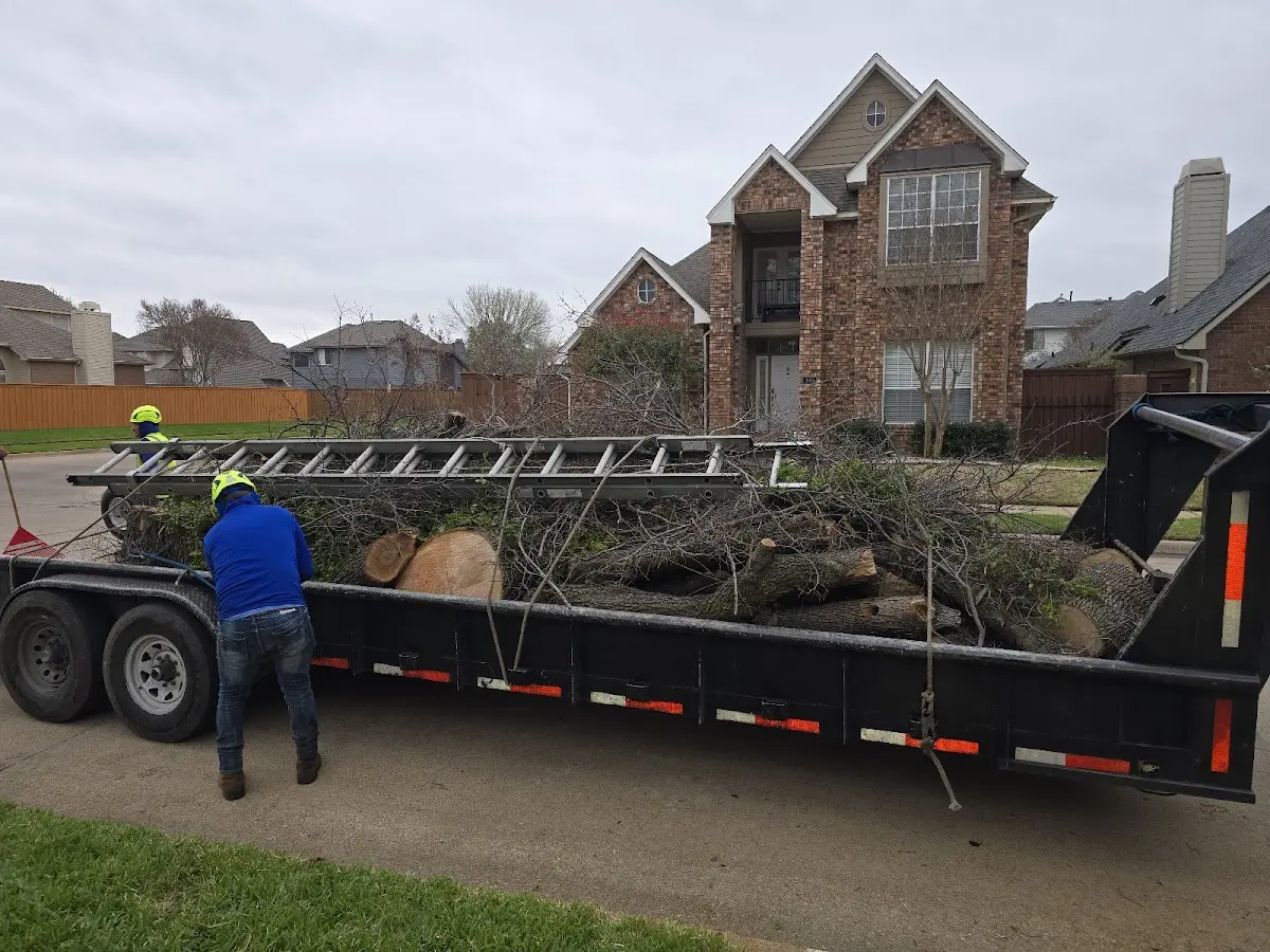 Expert Tree Removal with proper safety equipment in Big Pine